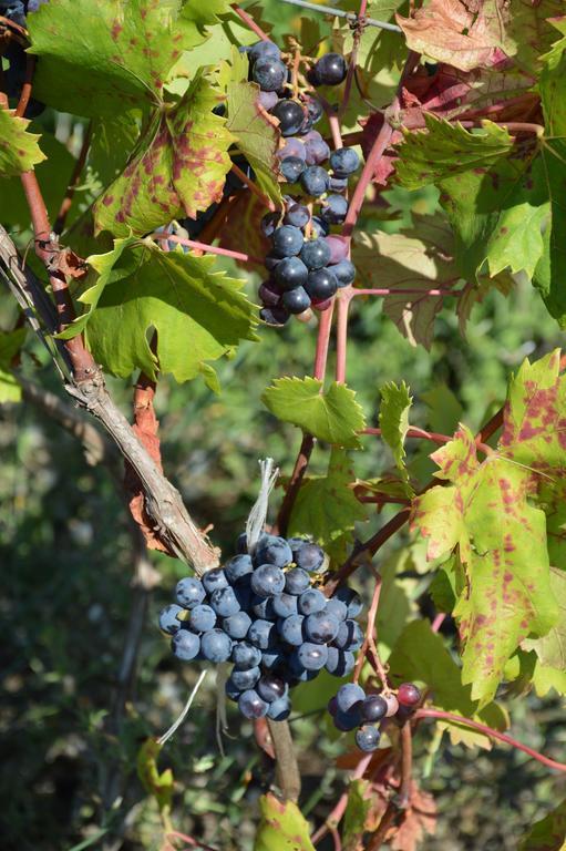Azienda Agrituristica Carida Zaccanopoli Eksteriør bilde
