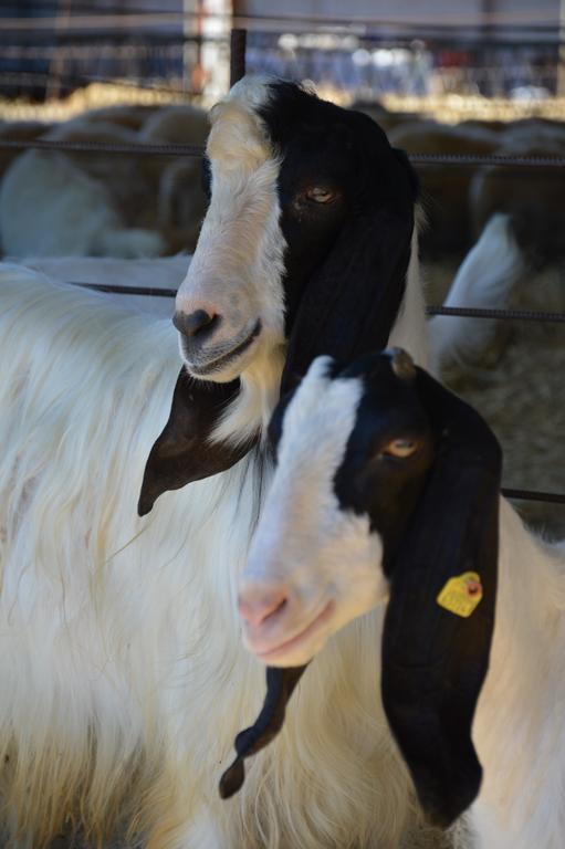 Azienda Agrituristica Carida Zaccanopoli Eksteriør bilde