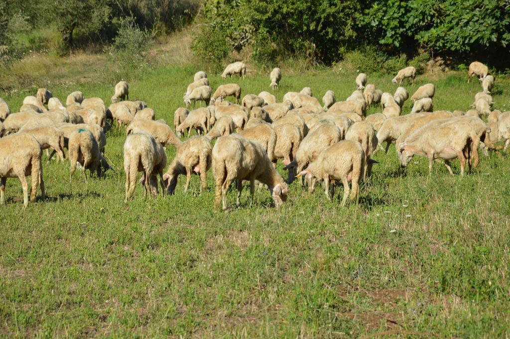 Azienda Agrituristica Carida Zaccanopoli Eksteriør bilde