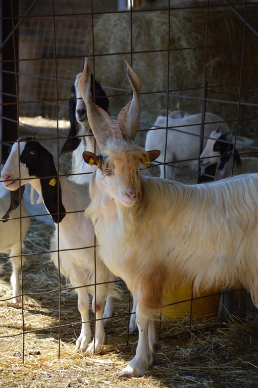 Azienda Agrituristica Carida Zaccanopoli Eksteriør bilde